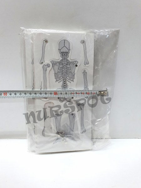 iskelet karton maketi 10 lu 0609